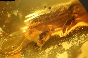 Media type: image;   Entomology PALE-27771